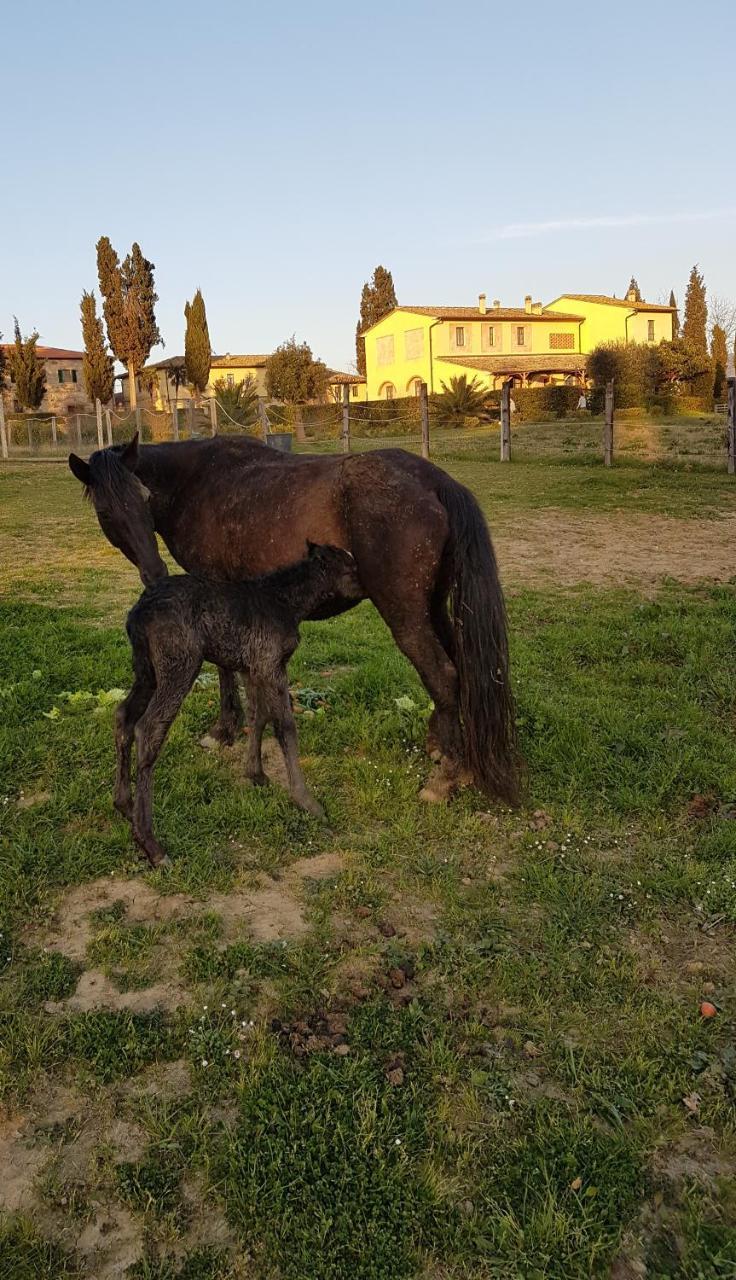 Agriturismo Fattoria Rozzalupi Cerreto Guidi Buitenkant foto